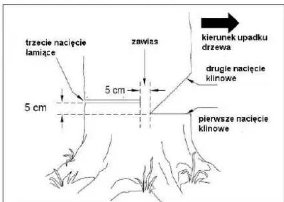 trzecie nacięcie lamiące zawias kierunek upadku drzewa drugie nacięcie klinowe 5 cm 5 cm pierwsze nacięcie klinowe