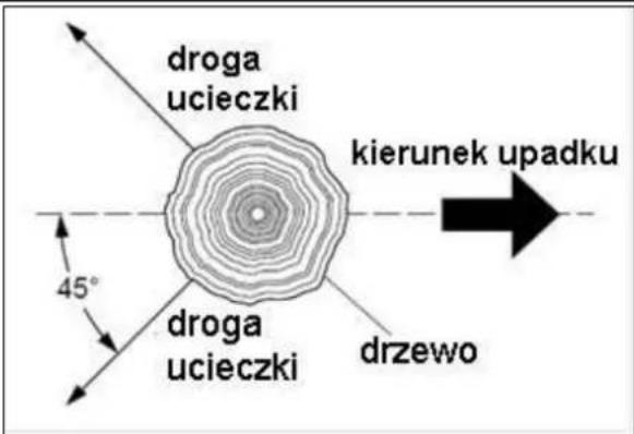 droga ucieczki kierunek upadku 45° droga ucieczki drzewo