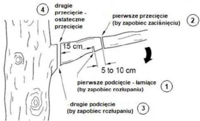 ④ drugie przecięcie - ostateczne przecięcie 15 cm pierwsze przecięcie (by zapobiec zaciśnięciu) 5 to 10 cm pierwsze podcięcie - łamiące (by zapobiec rozłupaniu) ① - drugie podcięcie (by zapobiec rozłupaniu) ③