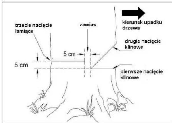 trzecie nacięcie lamiące 5 cm 5 cm zawias kierunek upadku drzewa drugie nacięcie klinowe pierwsze nacięcie klinowe