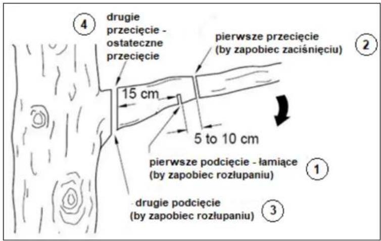 ④ drugie przecięcie - ostateczne przecięcie 15 cm pierwsze przecięcie (by zapobiec zaciśnięciu) 5 to 10 cm pierwsze podcięcie - łamiące (by zapobiec rozłupaniu) ① drugie podcięcie (by zapobiec rozłupaniu) ③