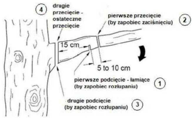 ④ drugie przecięcie - ostateczne przecięcie 15 cm pierwsze przecięcie (by zapobiec zaciśnięciu) ② 5 to 10 cm pierwsze podcięcie - łamiące (by zapobiec rozłupaniu) ① ③ drugie podcięcie (by zapobiec rozłupaniu)