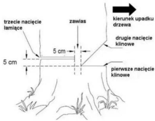 trzecie nacięcie lamiące 5 cm zawias kierunek upadku drzewa drugie nacięcie klinowe 5 cm pierwsze nacięcie klinowe
