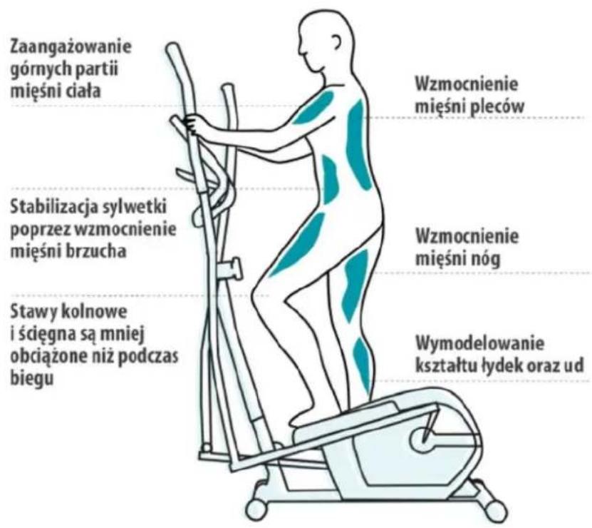 Zaangażowanie górnych partii mięśni ciała Wzmocnienie mięśni pleców Stabilizacja sylwetki poprzez wzmocnienie mięśni brzucha Wzmocnienie mięśni nóg Stawy kolnowe i ściegna są mniej obciążone niż podczas biegu Wymodelowanie kształtu łydek oraz ud