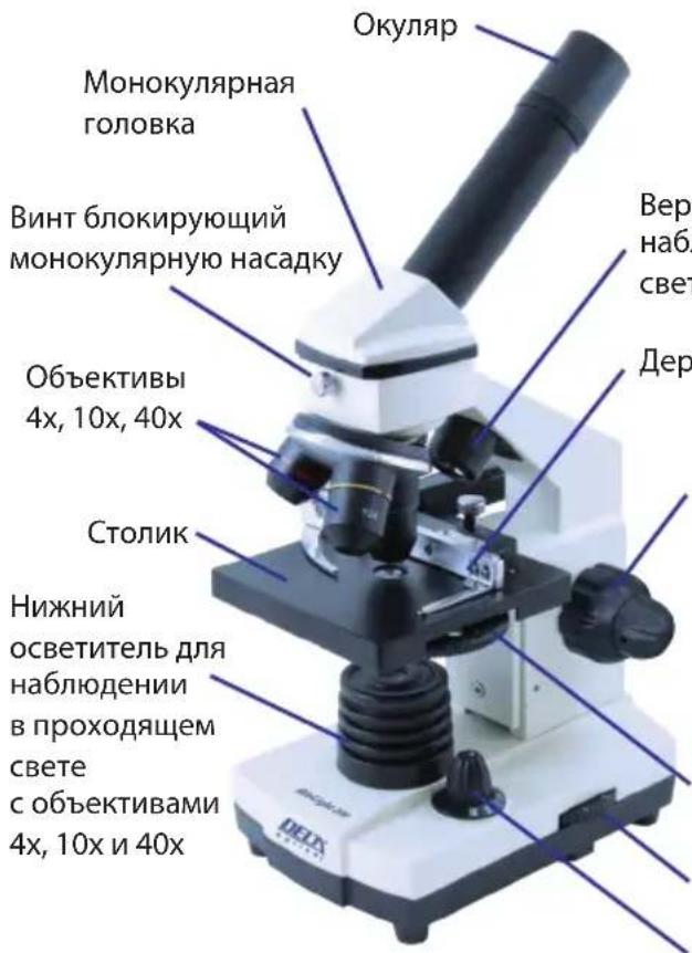 Окуляр Монокулярная головка Винт блокирующий монокулярную насадку Объективы 4x, 10x, 40x Столик Нижний осветитель для наблюдении в проходящем свете с объективами 4x, 10x и 40x Верг набл свет Дер