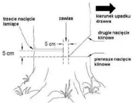 trzecie nacięcie łamiące 5 cm zawias kierunek upadku drzewa drugie nacięcie klinowe 5 cm pierwsze nacięcie klinowe