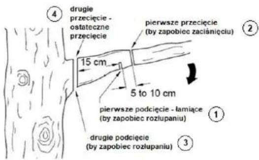 ④ drugie przecięcie - ostateczne przecięcie 15 cm pierwsze przecięcie (by zapobiec zaciśnięciu) ② 5 to 10 cm pierwsze podcięcie - łamiące (by zapobiec rozłupaniu) ① ③ drugie podcięcie (by zapobiec rozłupaniu)