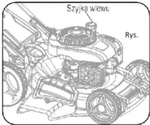 Szyjka wiewu Rys.