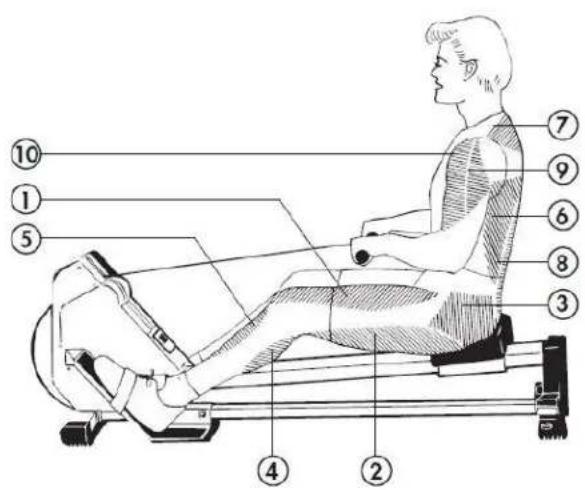KETTLER Axos Rower 2.0 - Które mięśnie są wykorzystywane? - 1