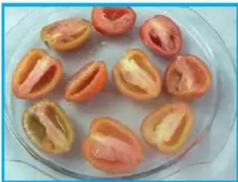 MIDEA MTAE42 - Frutas - 5