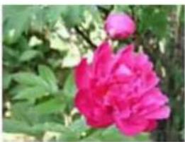 EPSON Expression Premium XP-810 - Image Adjustment Features - 4