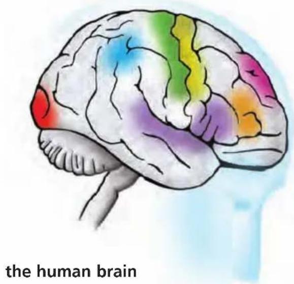 the human brain