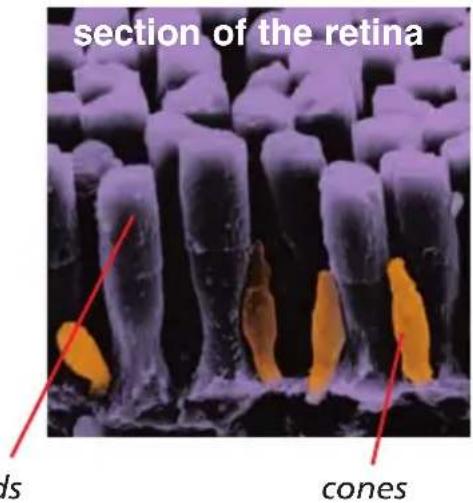 section of the retina ls cones