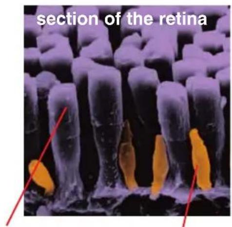 section of the retina