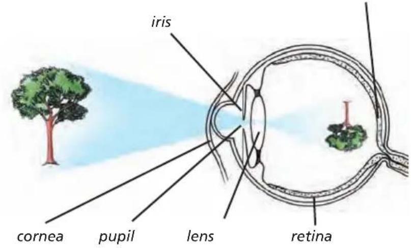 iris cornea pupil lens retina