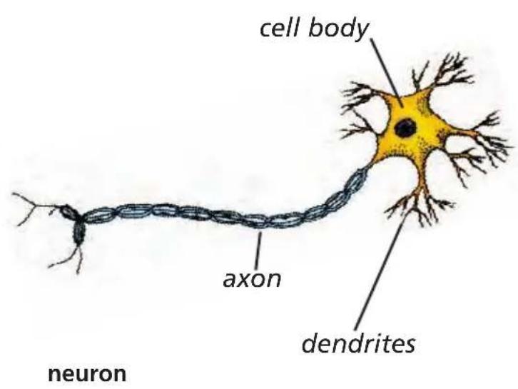cell body axon dendrites neuron