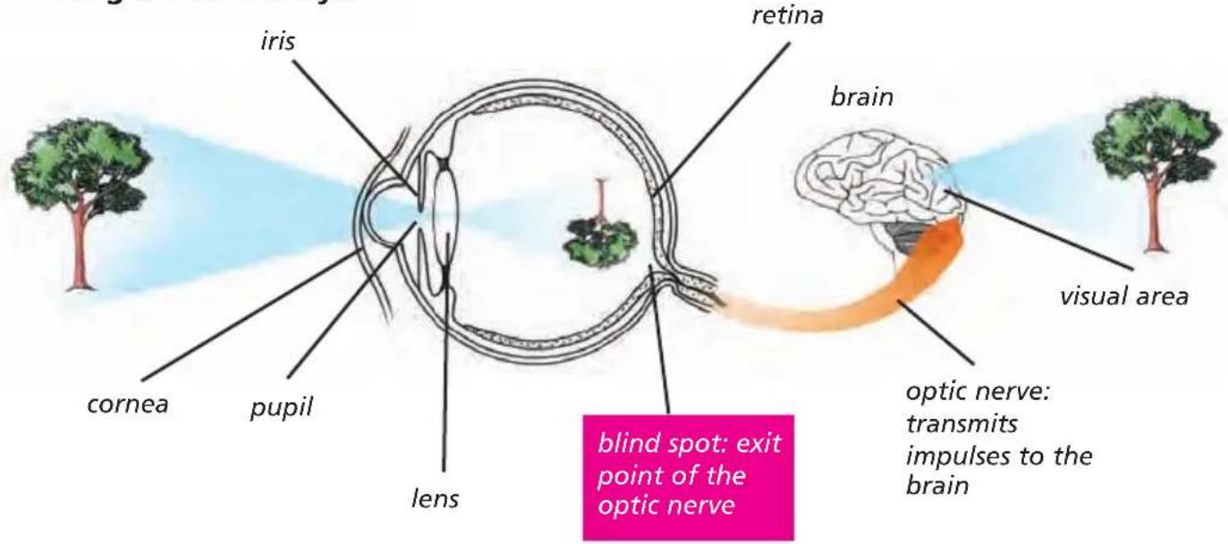 iris cornea pupil lens retina brain visual area blind spot: exit point of the optic nerve optic nerve: transmits impulses to the brain