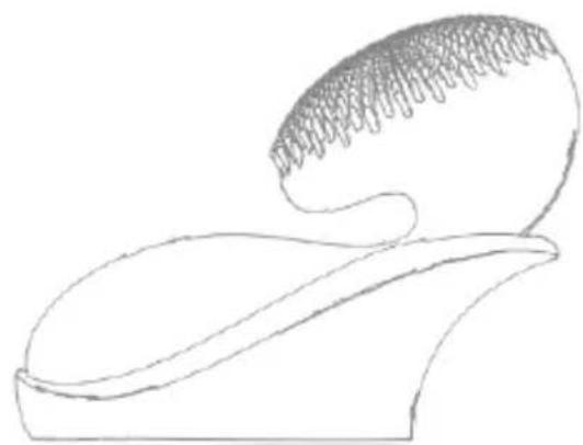 Diforo Arum - FR - 1