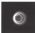 CELESTRON Advanced VX 6" RASA - Collimazione - 6