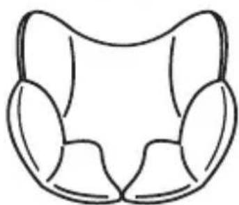 Osann Safety Monaco - Isofi x-Konnektoren - 2