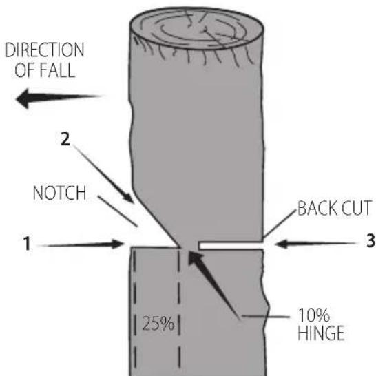 DEWALT DCMCST632N - Conventional Notch - 1