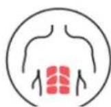 HMS Premium KA40 - EXERCISED MUSCLE GROUPS - 3