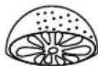 Eta Gratus - III.11) Wyciskarka do owoców cytrusowych (O) - 1
