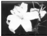 SONY CCD-TR716 - Selecting picture effect - 3