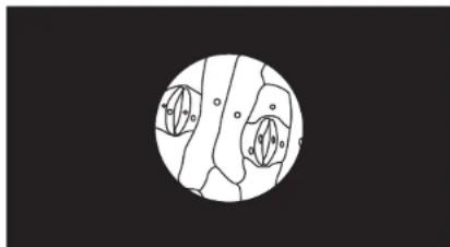 Microscopic view of plant tissue with visible cell walls and nuclei (no text or labels).
