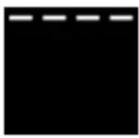 SMEG FMI320X2 - Grill - 1