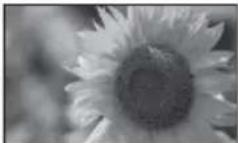 SONY DPF-A700 - Single view mode (single image display) - 2