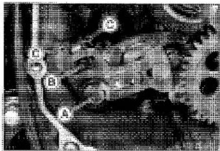 KAWASAKI Z900 (2016) - External Shift Mechanism Inspection - 2