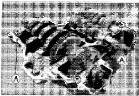 KAWASAKI Z900 (2016) - Crankcase Splitting - 1