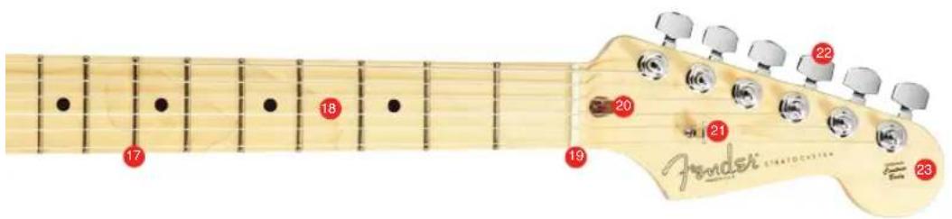 FENDER Artist Stratocaster - ANATOMY - 3