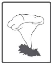 Kernau KFWM 754103 - Krev: - 3