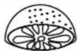 Eta Gratus Max III - III.10) Zitruspresse (O) - 1