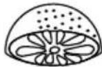 Eta Gratus Max III - III.11) Wyciskarka do owoców cytrusowych (O) - 1