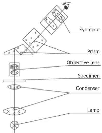 graph TD A["Eyepiece"] --> B["Prism"] B --> C["Objective lens"] C --> D["Specimen"] D --> E["Condenser"] E --> F["Lamp"] style A fill:#f9f,stroke:#333 style F fill:#ccf,stroke:#333
