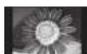 PANASONIC TH-42PX70 - Kein Standbild über längere Zeit hinweg anzeigen - 1