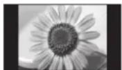PANASONIC TX-P46G10 - Typische Standbilder - 1