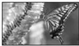SONY HDR-UX9 - TELE-MAKRO - 2