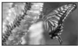 SONY HDR-UX9 - TELEMACRO - 2