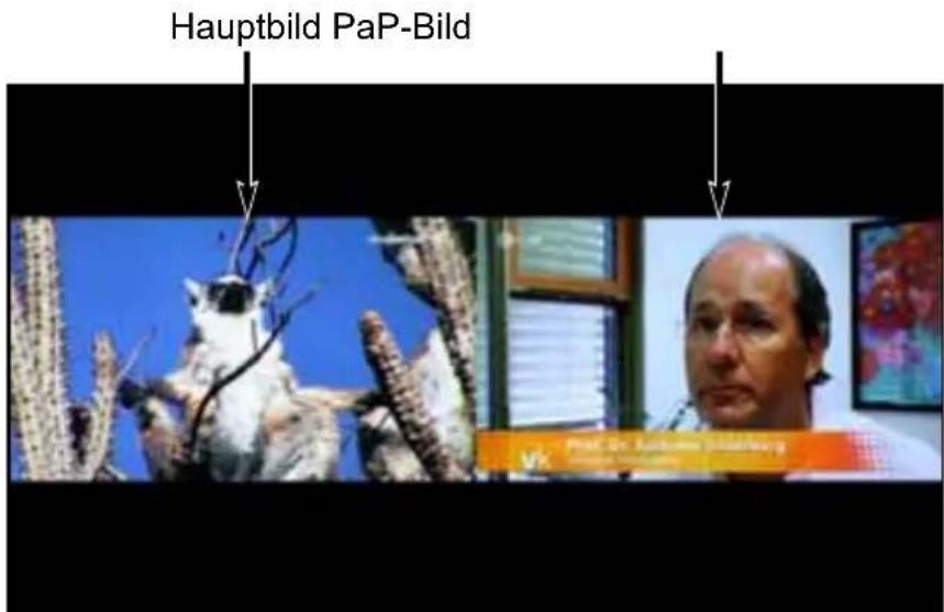 Hauptbild PaP-Bild Vik. Paul St. London, Måsning