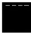 SMEG SF130B - Statisch - 1