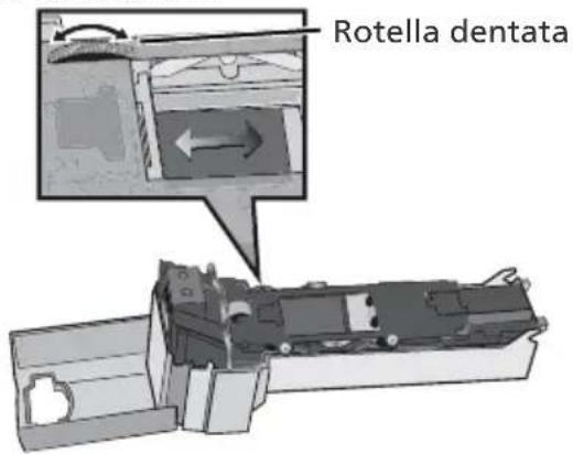 Rotella dentata
