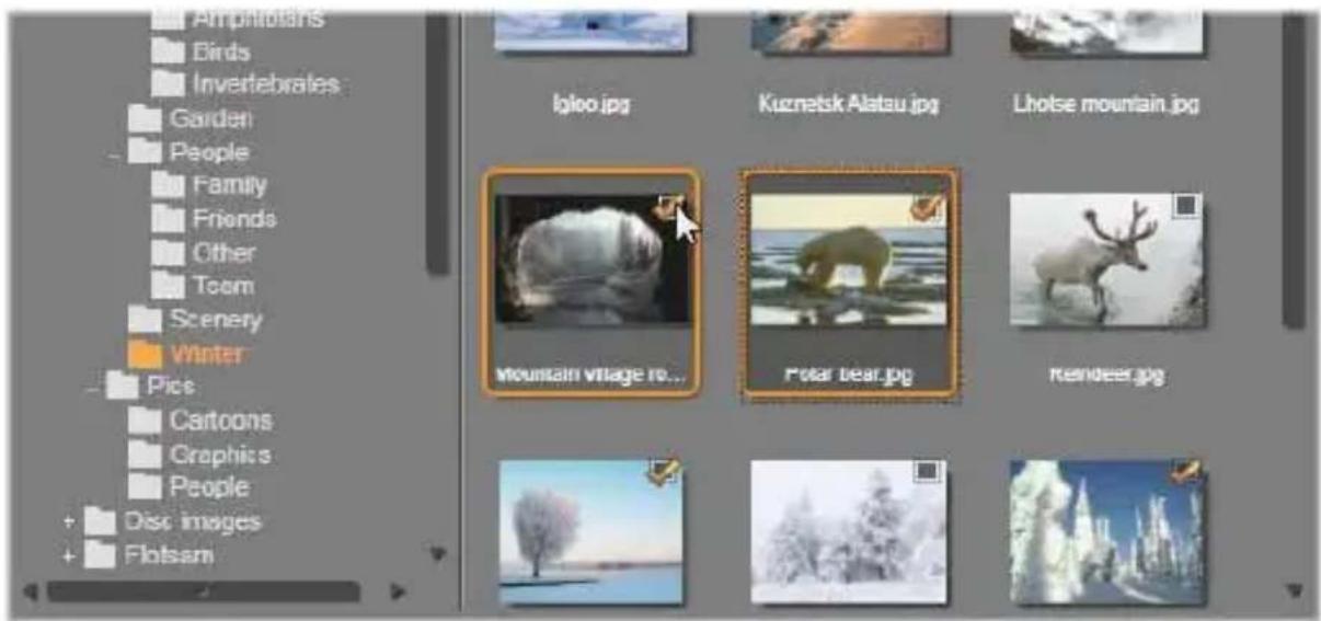 Amphibians Birds Invertebrates Garden People Family Friends Other Team Scenery Winter Pics Cartoons Graphics People Disc images Flotsam Igloo.jpg Kuznetsk Alatau.jpg Lhotse mountain.jpg Mountain village ro... Polar bear.jpg Remdeer.jpg