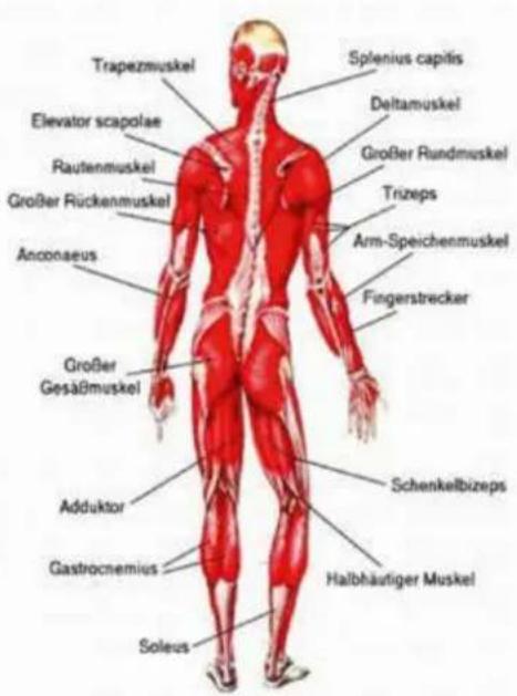 TAURUS VT9 - Dehnübungen für Bein- & Brustmuskulatur - 2