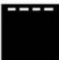 SMEG SFP125PZE - Automatikprogramme - 14
