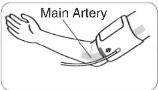 Main Artery