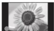 PANASONIC Viera TX-P37X25ES - Typische Standbilder - 1